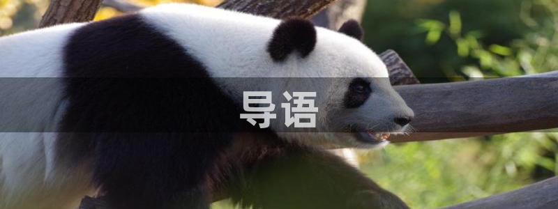 久久视频精品网